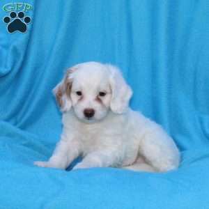 Snowball, Cockapoo Puppy